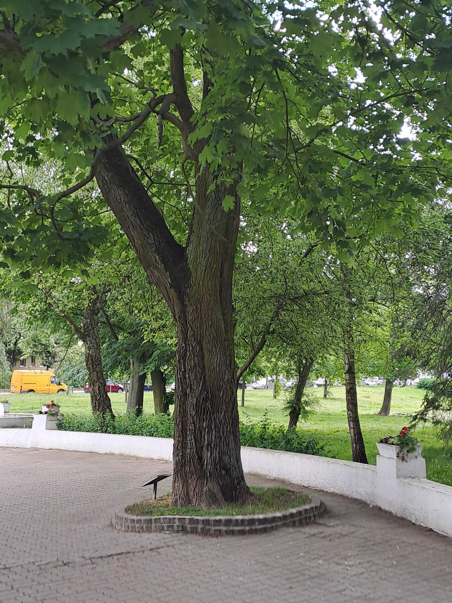 Obraz zawierający na wolnym powietrzu, roślina, drzewo, ziemia

Opis wygenerowany automatycznie